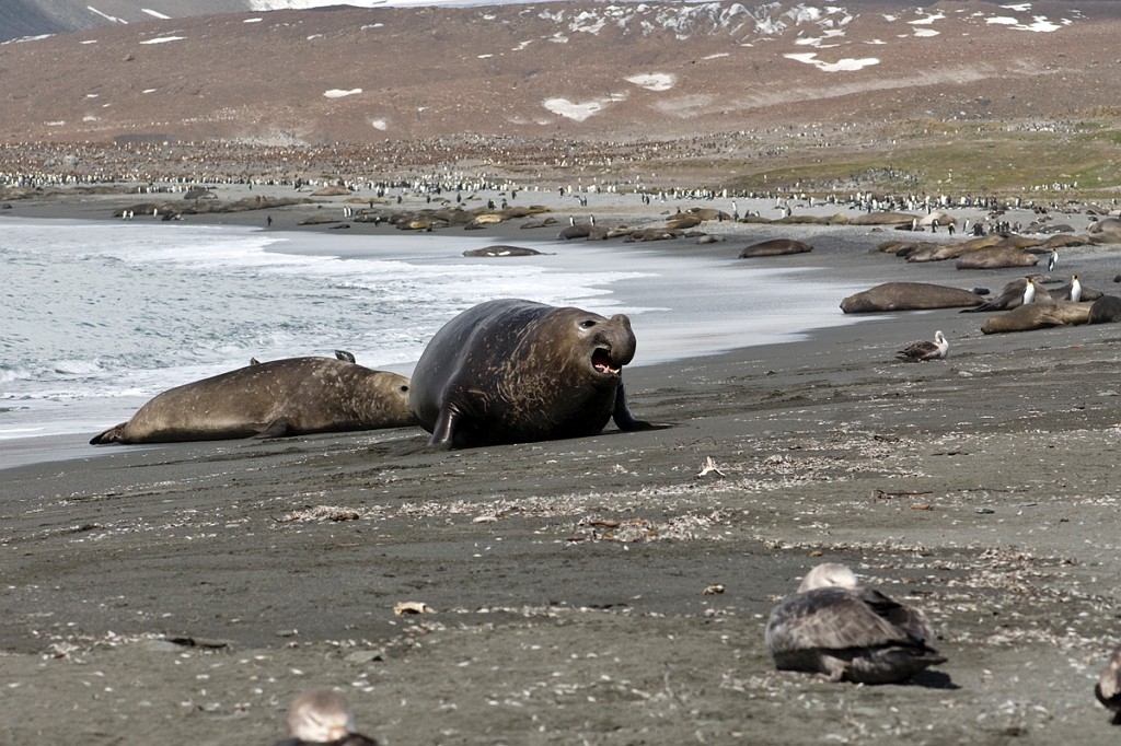 Elephant Seal.20081113_3876.jpg - Southern Elephant Seal (Mirounga leonine), South Gerogia November 2008
